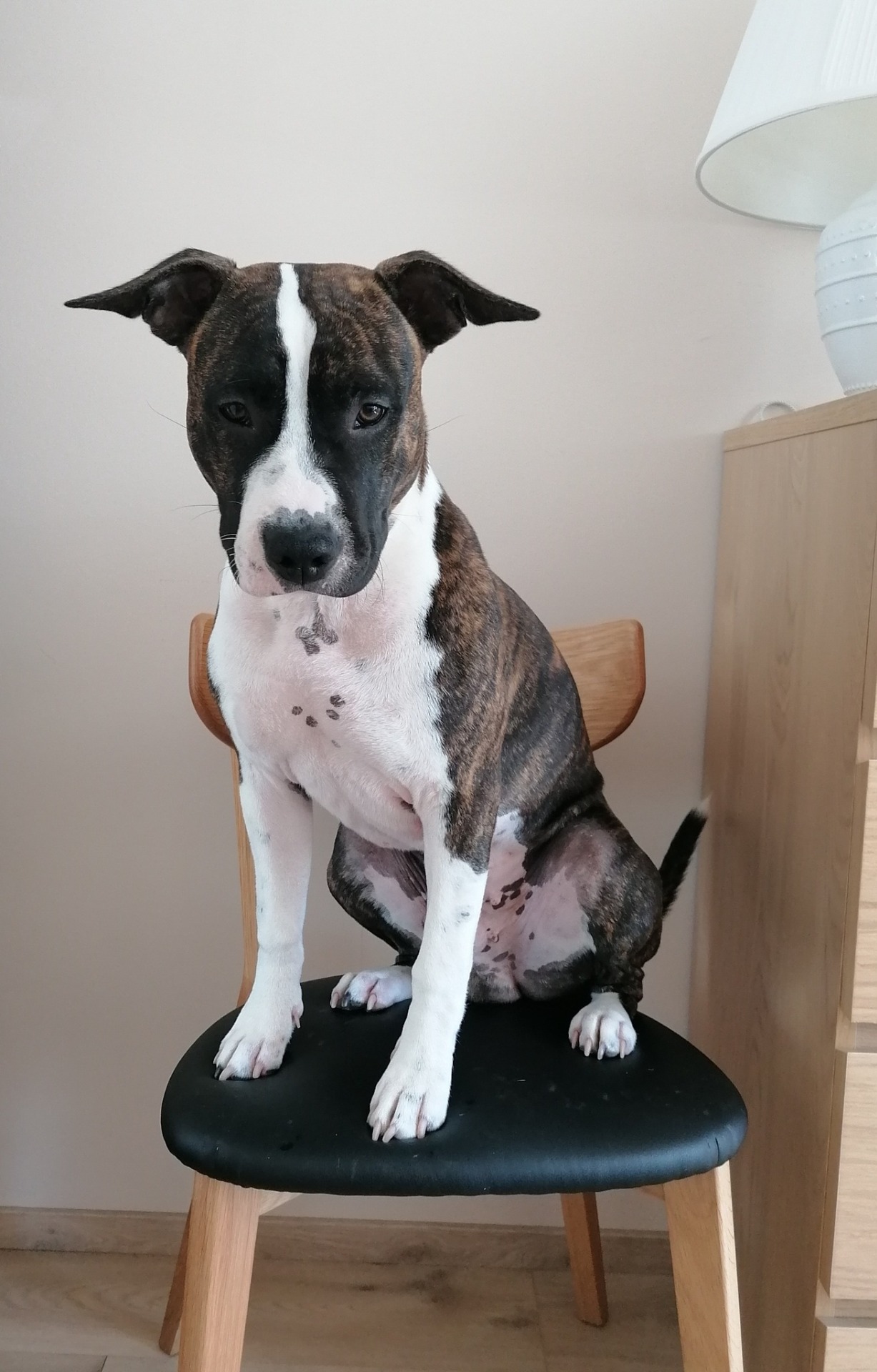 Simba syntynyt 6.1.2025, kuva 21.7.2025